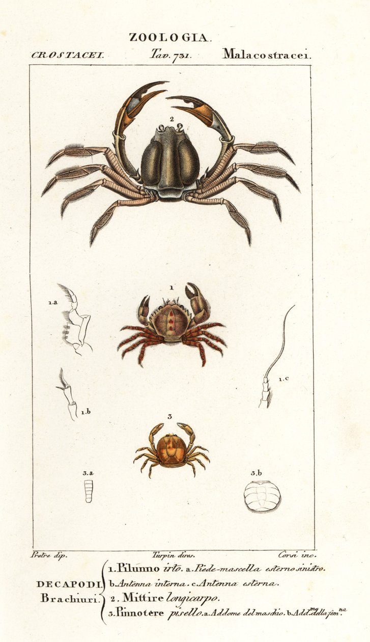 Bristly crab, light-blue soldier crab, pea crab by Corsi Corsi
