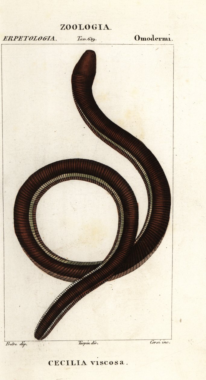 Common yellow-banded caecilian by Corsi Corsi
