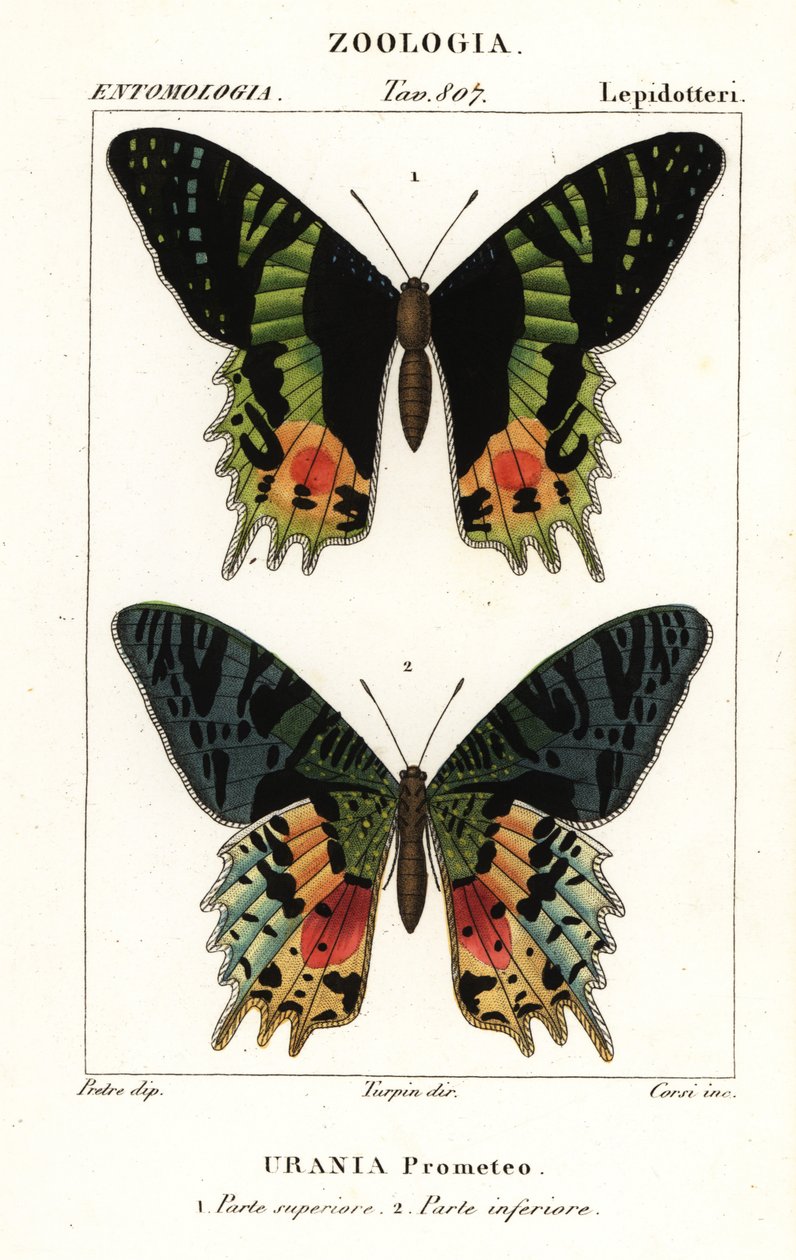 East African sunset moth by Corsi Corsi