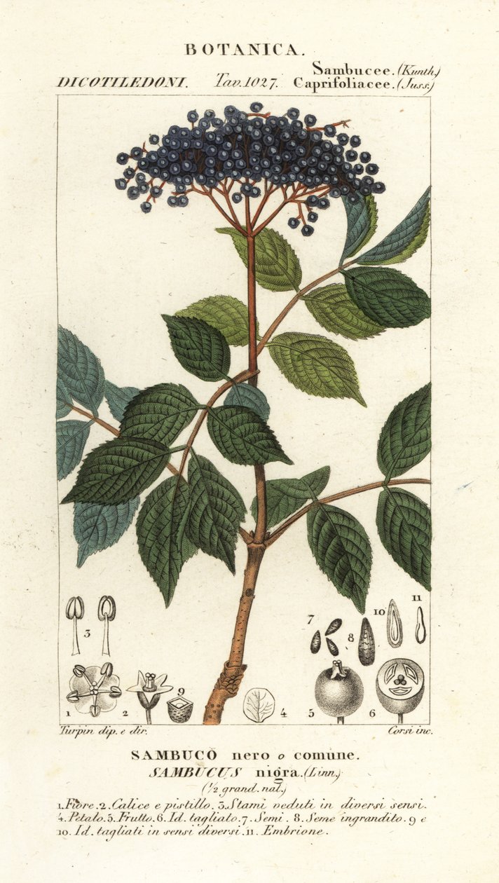 European black elderberry, Sambucus nigra by Corsi Corsi