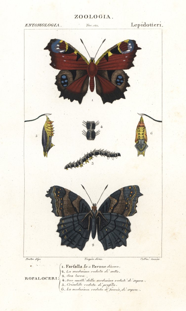 European peacock butterfly by Corsi Corsi