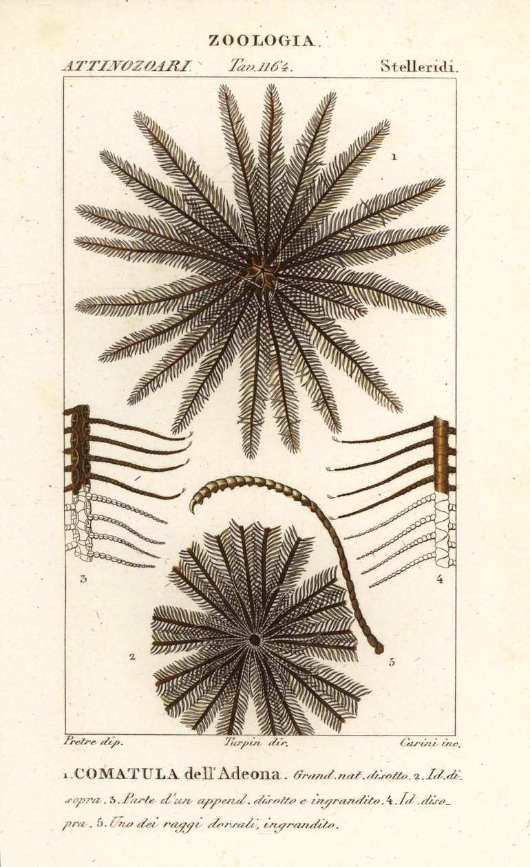 Feather Star Crinoid by Corsi Corsi