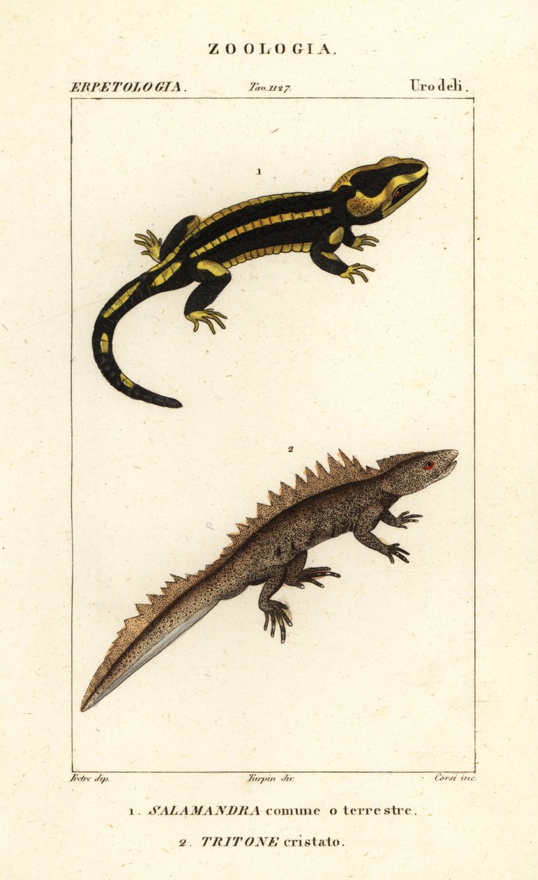 Fire Salamander, Salamandra salamandra 1, and Great Crested Newt, Triturus cristatus (critically endangered) 2 by Corsi Corsi