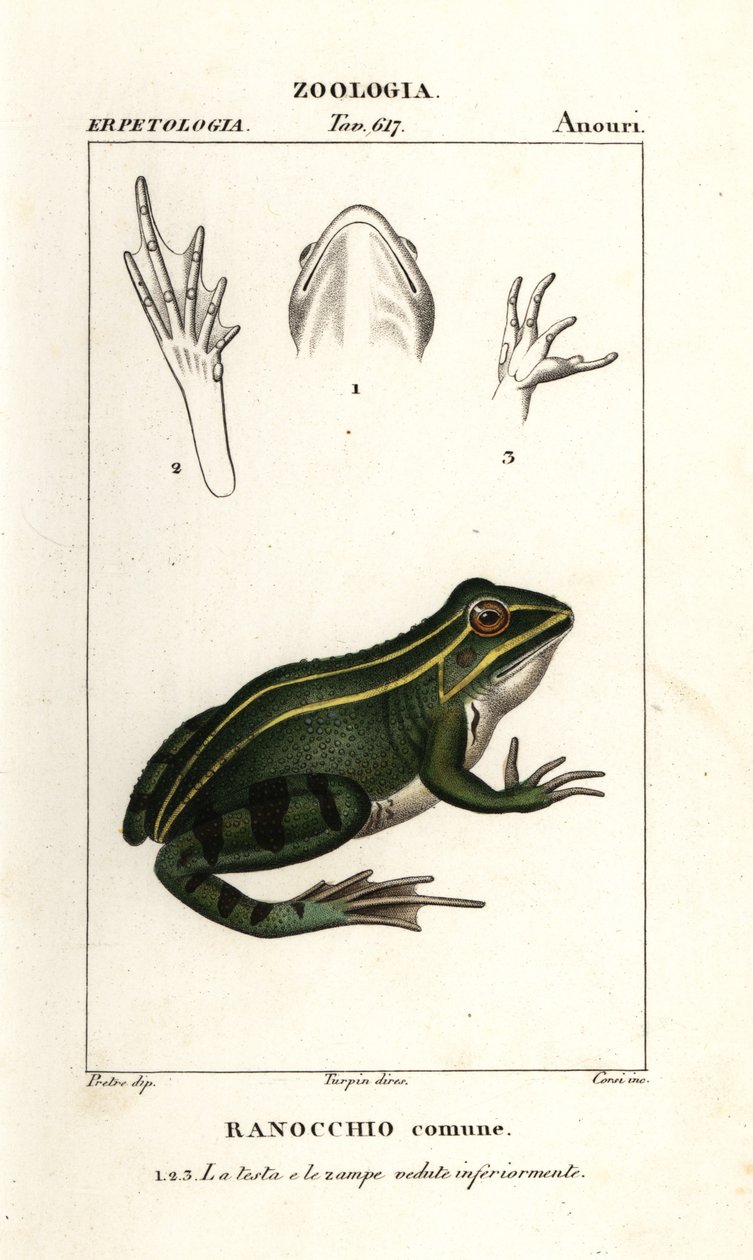 Green frog, Pelophylax kl esculentus by Corsi Corsi