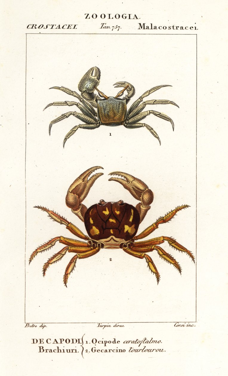 Horned Ghost Crab and Zombie Crab by Corsi Corsi