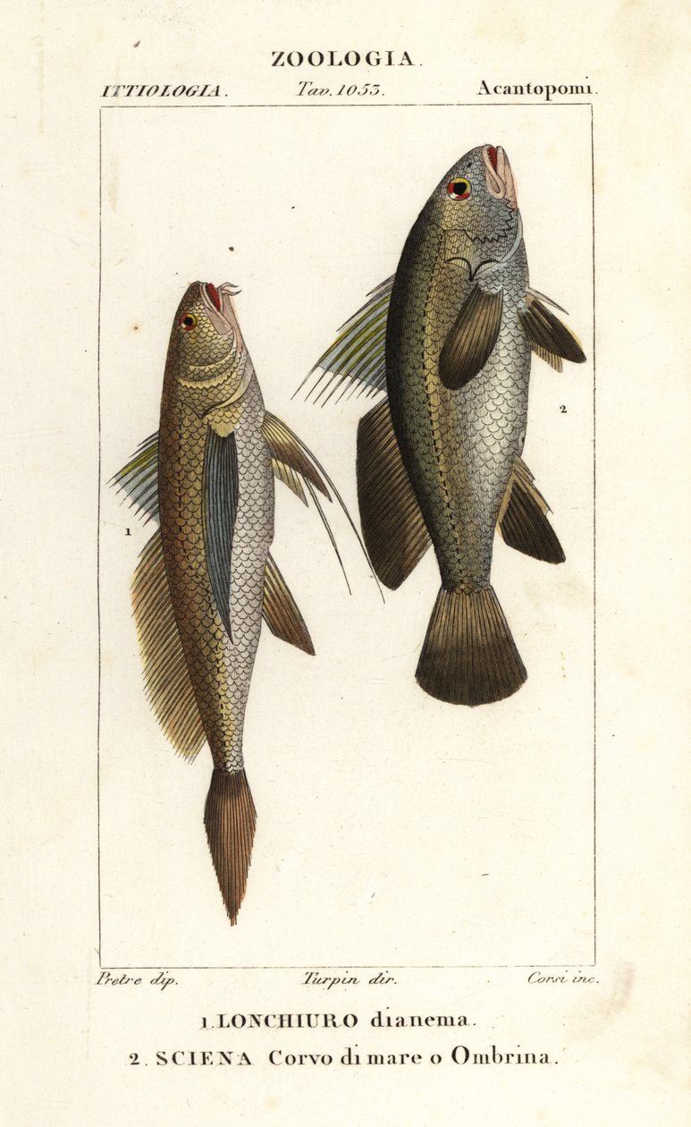 Longtail croaker, Lonchurus lanceolatus and meagre, croaker, stone bass, shadefish, Argyrosomus regius by Corsi Corsi