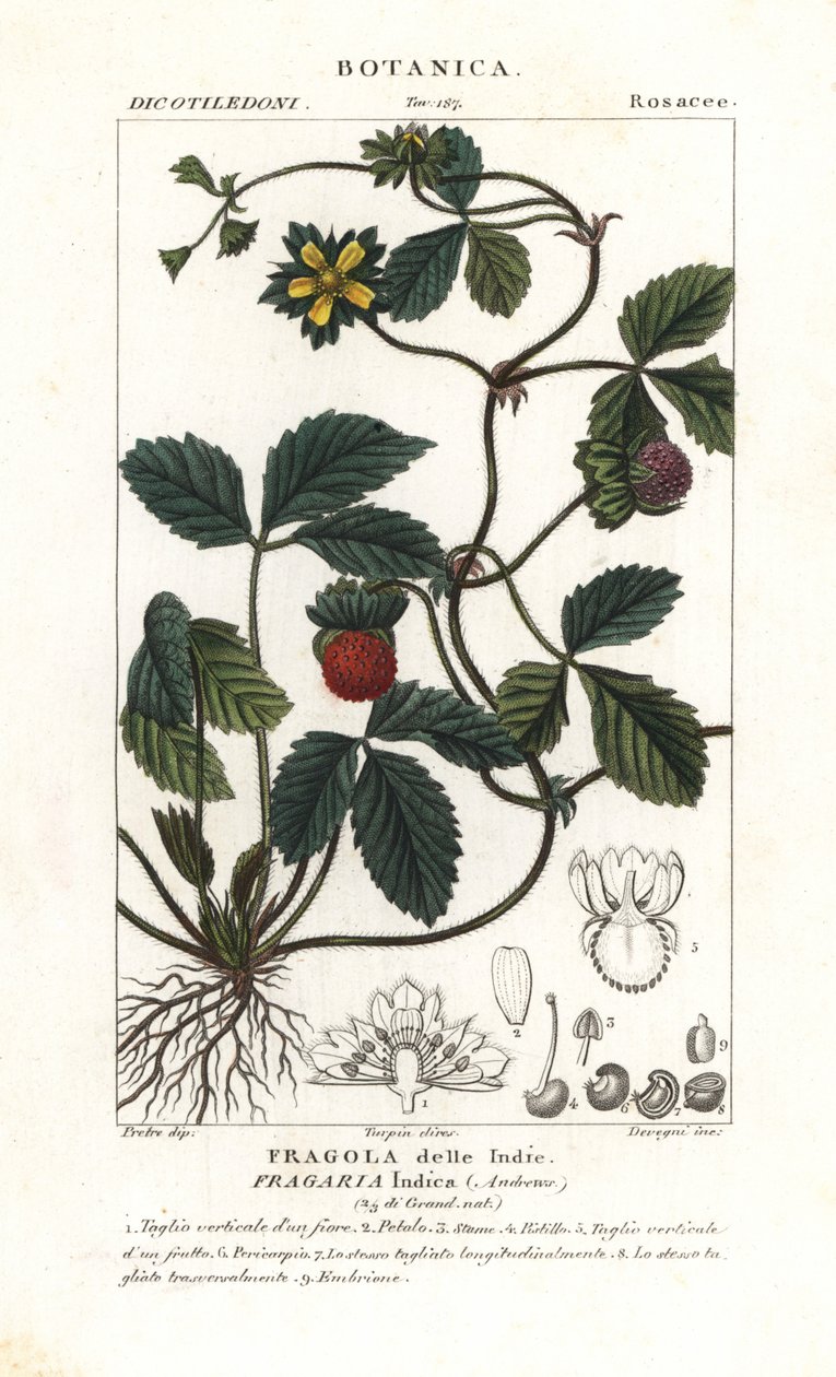 Mock strawberry, Potentilla indica by Corsi Corsi