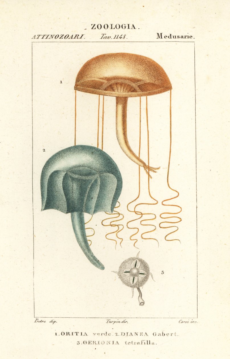 Naked-eye medusa, Orythia viridis, and hydrozoans, Geryonia proboscidalis, Dianea gabert, and Liriope tetraphylla by Corsi Corsi