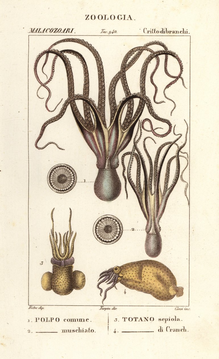 Octopus and Squid Species by Corsi Corsi