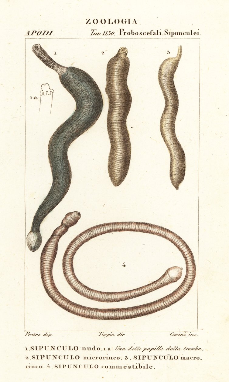Peanut worms, Sipunculus nudus, Siphonosoma cumanense, etc. by Corsi Corsi
