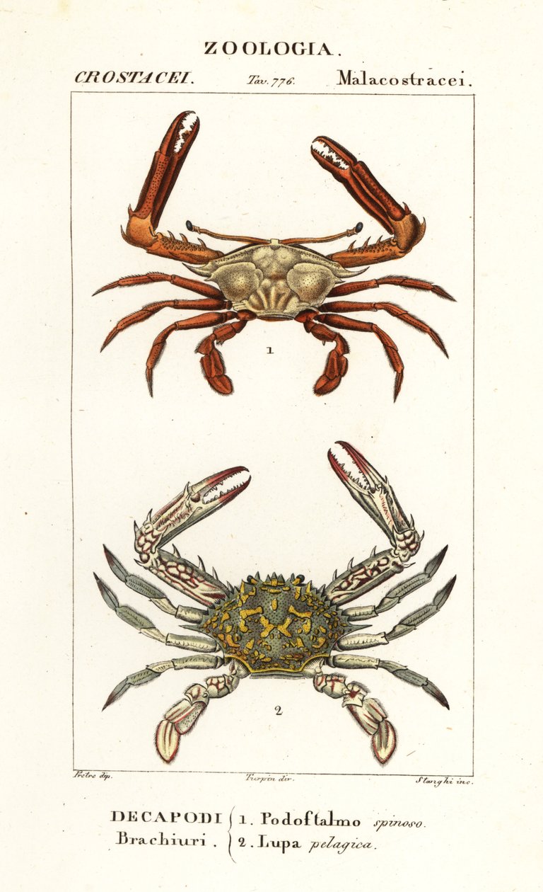 Periscope Crab and Flower Crab by Corsi Corsi