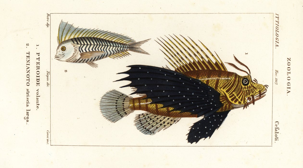Red lionfish, Pterois volitans, and blue blanquillo, Taenianotus latovittatus by Corsi Corsi