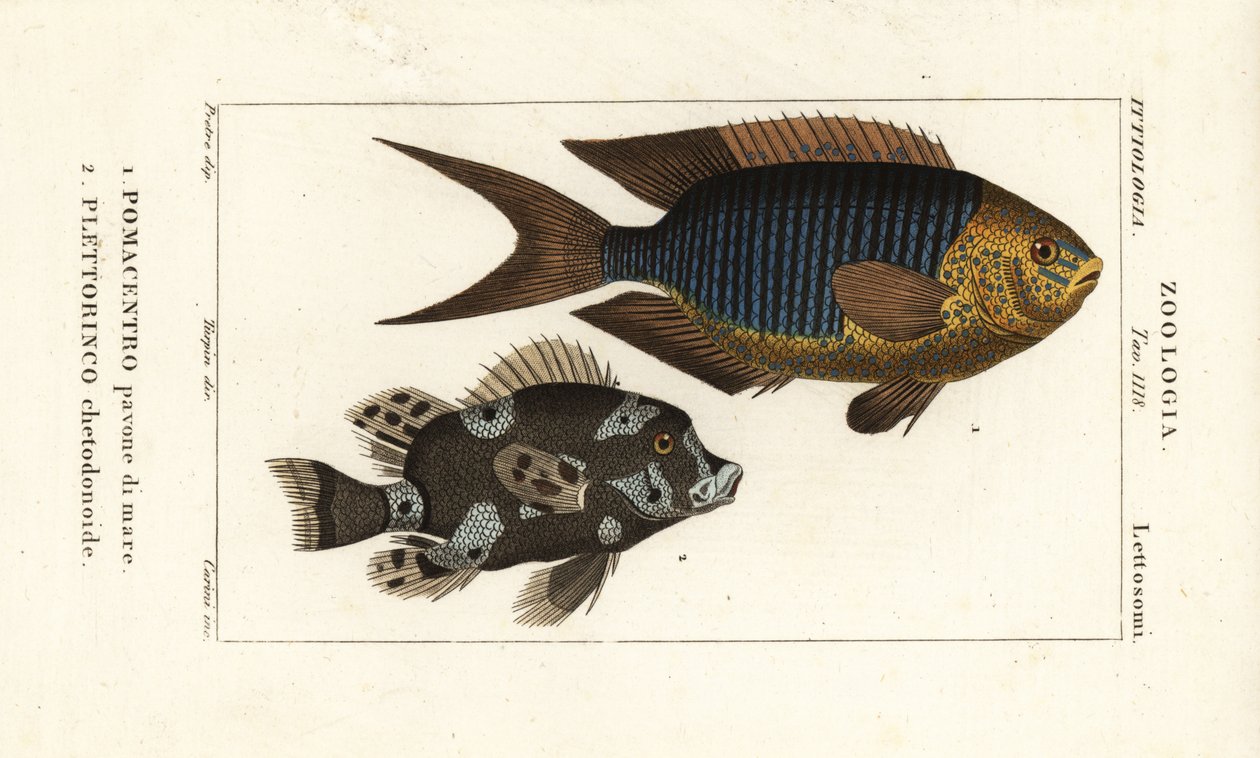 Sapphire damsel, Pomacentrus pavo, and harlequin sweetlips, Plectorhinchus chaetodonoides by Corsi Corsi