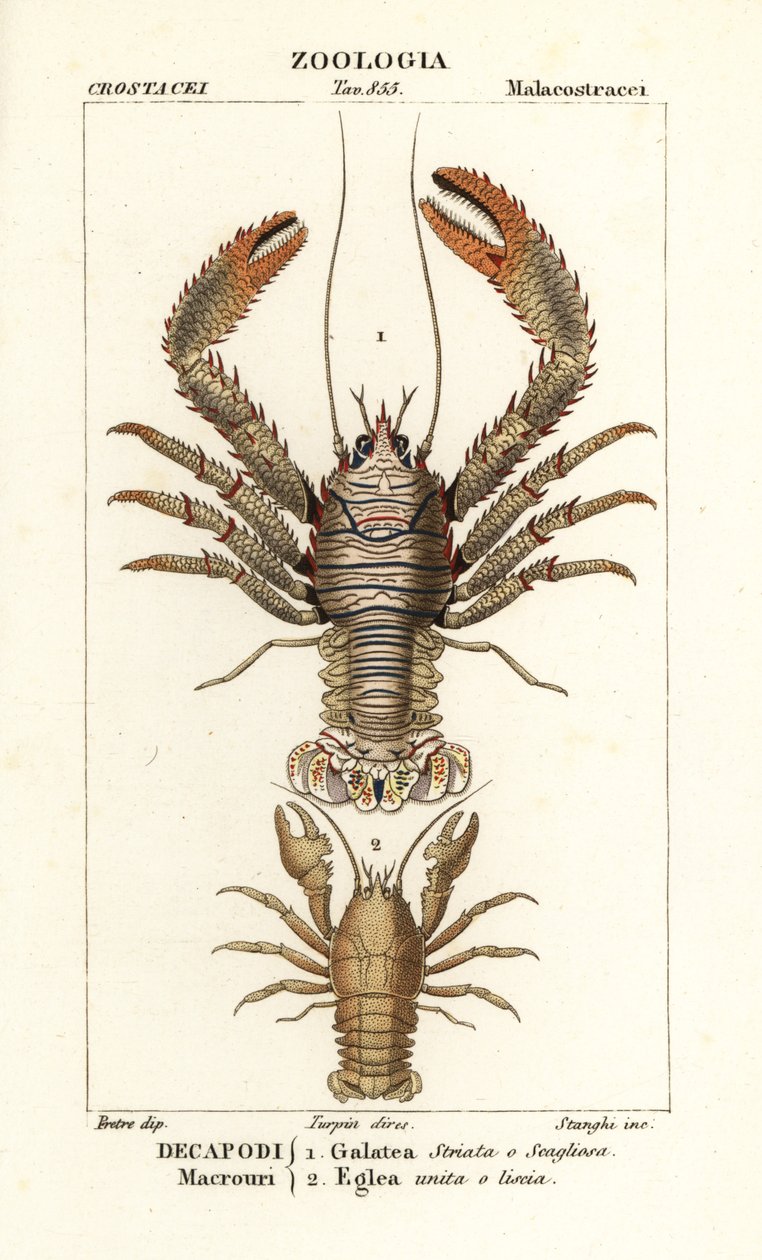 Squat lobster, Galathea strigosa, and Aegla laevis by Corsi Corsi