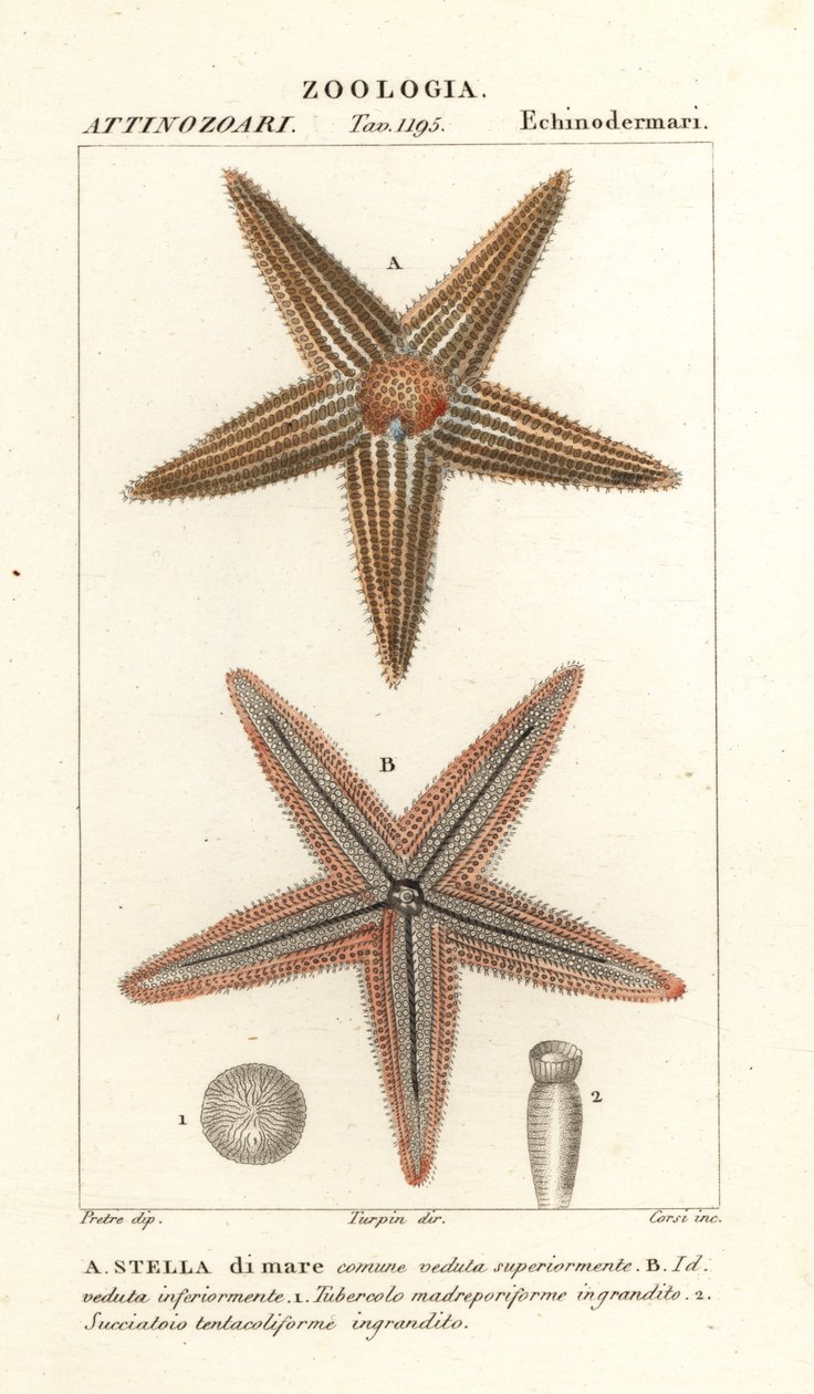 Starfish or sea star, Asterias rubens by Corsi Corsi