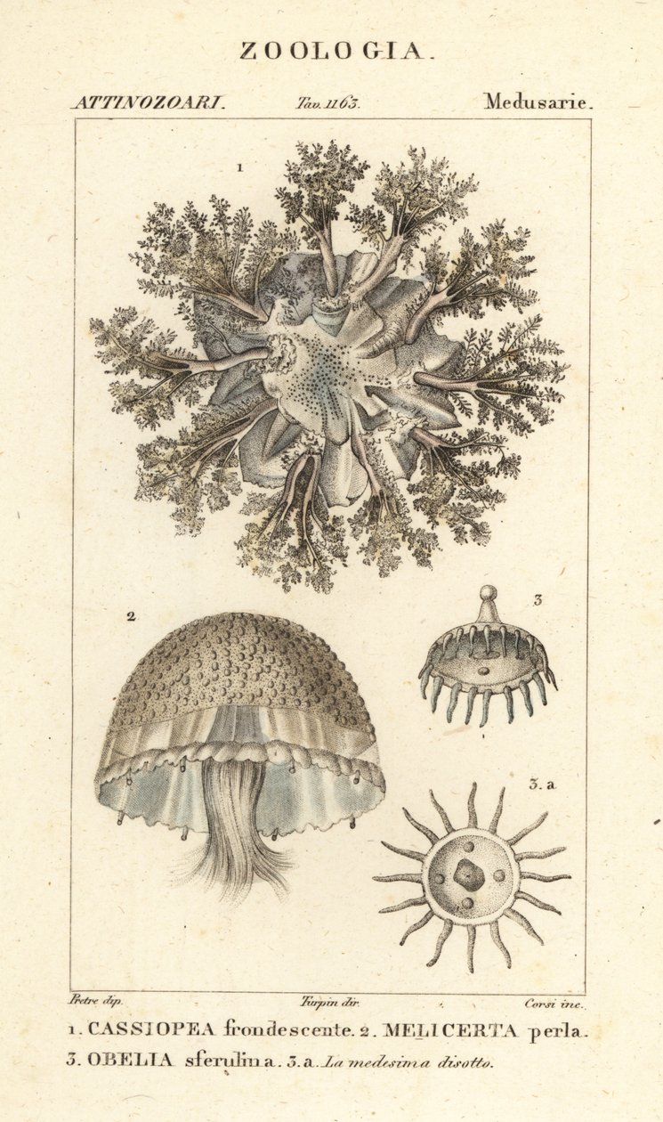 Upside-down jellyfish, Cassiopea frondosa, Melicertum species, and obelia polyp by Corsi Corsi