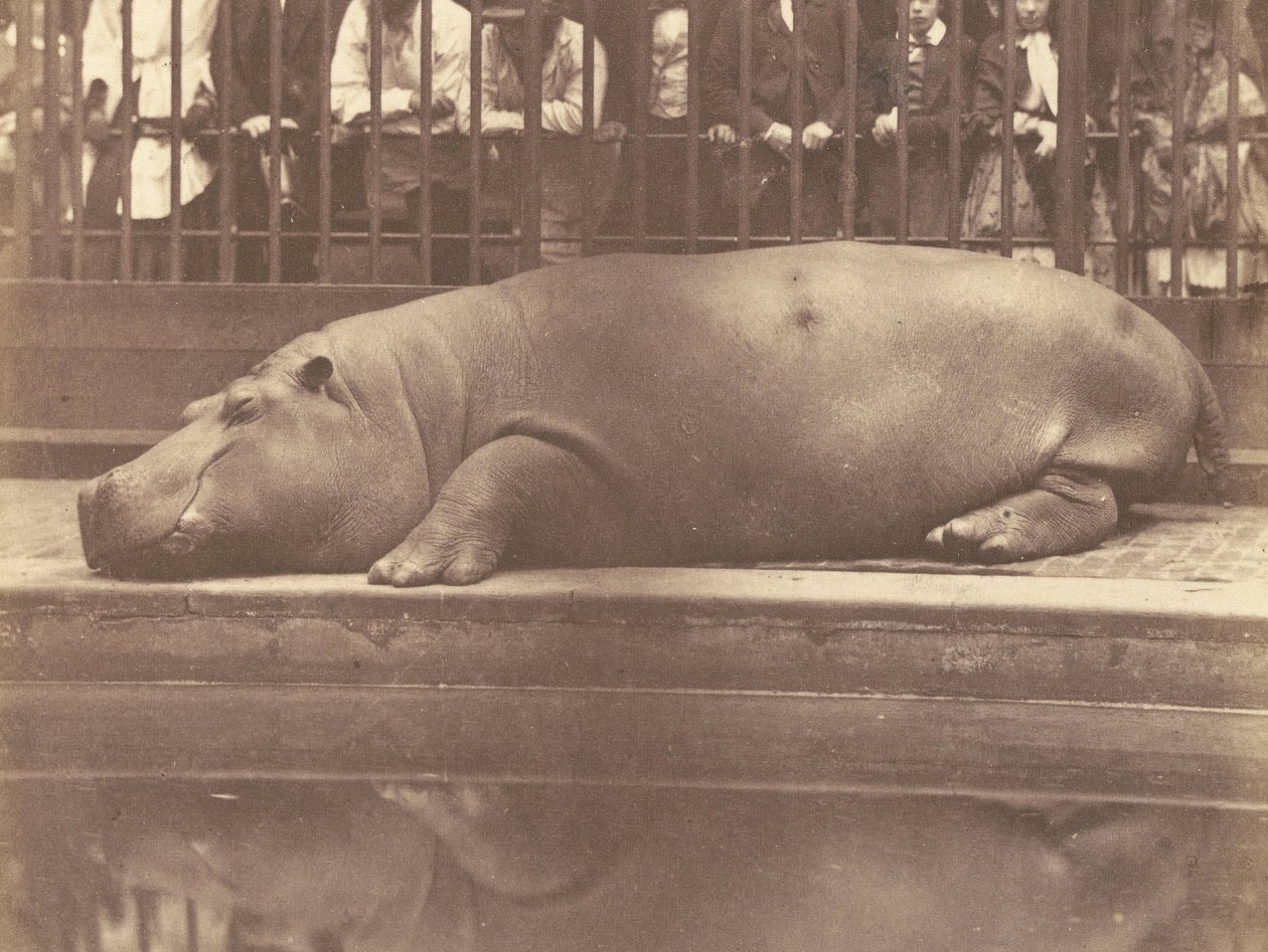 The Hippopotamus at the Zoological Gardens, Regents Park by Count de Montizon