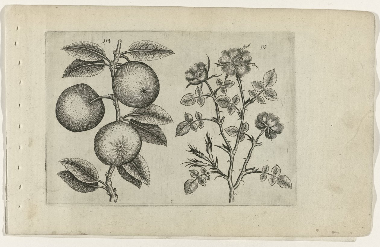 Apple and Dog Rose (Cognoscite lilia) by Crispijn van de Passe (I) (attributed to)