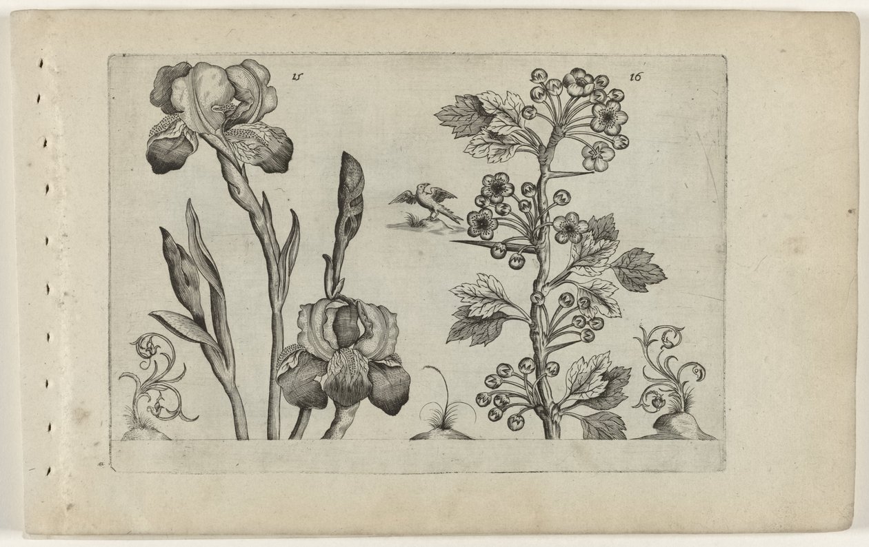Bearded Iris and Coral Hawthorn by Crispijn van de Passe (I) (attributed to)