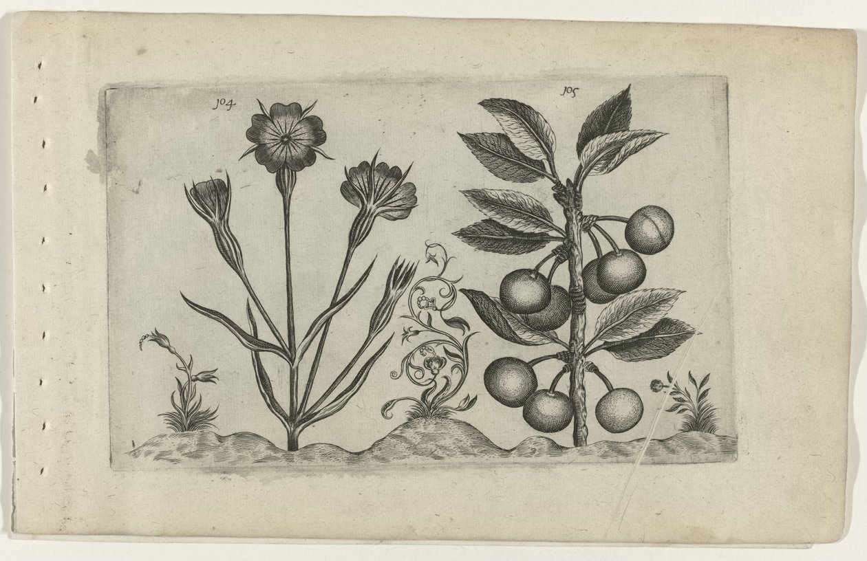Corn Cockle and Sour Cherry by Crispijn van de Passe (I) (attributed to)