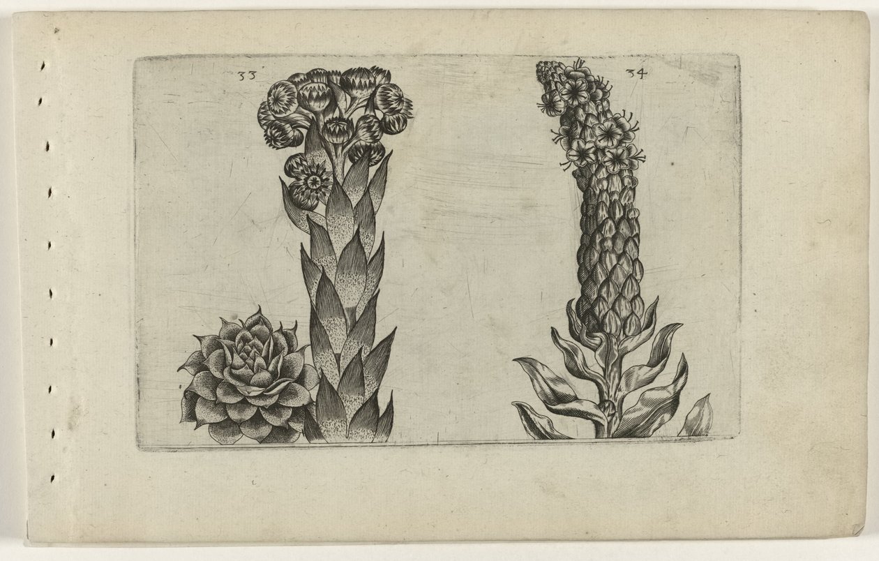 Mullein and Mullein (Cognoscite Lilia) by Crispijn van de Passe (I) (attributed to)