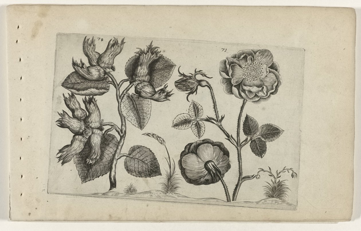 Hazel and Rose (Cognoscite lilia) by Crispijn van de Passe (I) (attributed to)