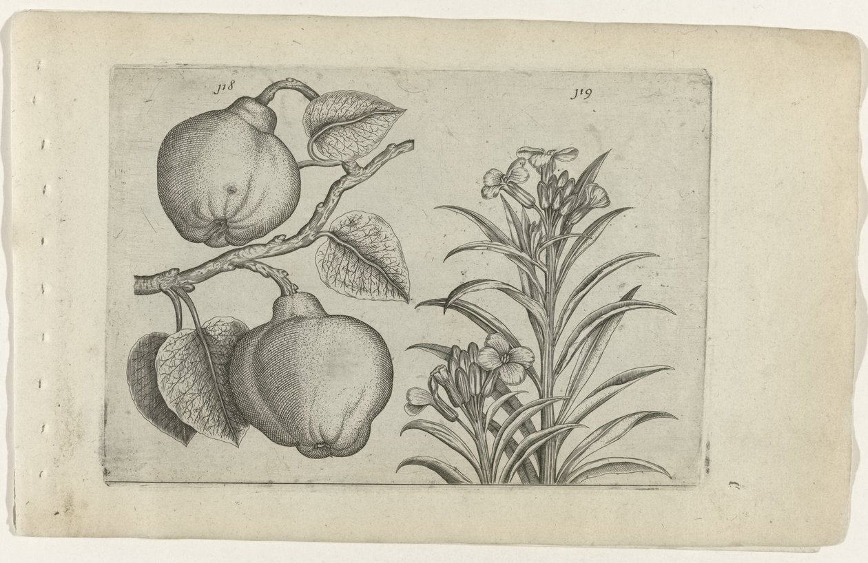 Quince and Wallflower, from the series Cognoscite Lilia by Crispijn van de Passe (I) (attributed to)