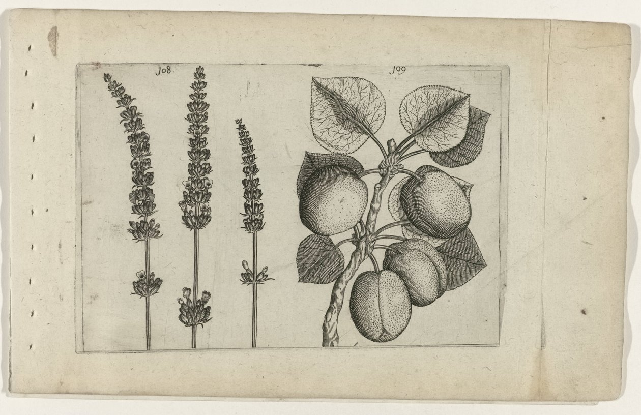 Lavender and Apricot, Cognoscite Lilia by Crispijn van de Passe (I) (attributed to)