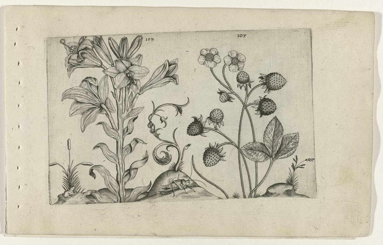 Madonna Lily and Strawberry (series title: Cognoscite lilia) by Crispijn van de Passe (I) (attributed to)