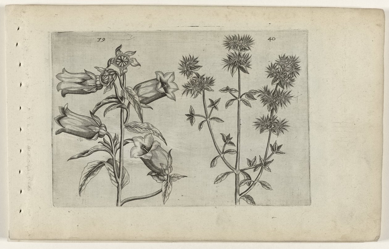 Mariette Bellflower and Marjoram by Crispijn van de Passe (I) (attributed to)