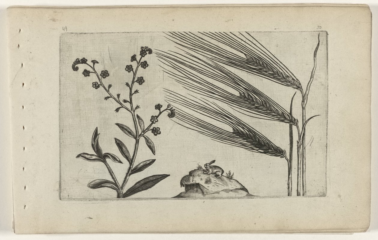 Marsh Forget-Me-Not and Barley by Crispijn van de Passe (I) (attributed to)