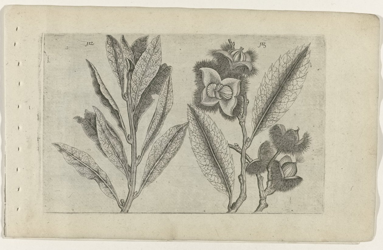 Sage and Sweet Chestnut by Crispijn van de Passe (I) (attributed to)