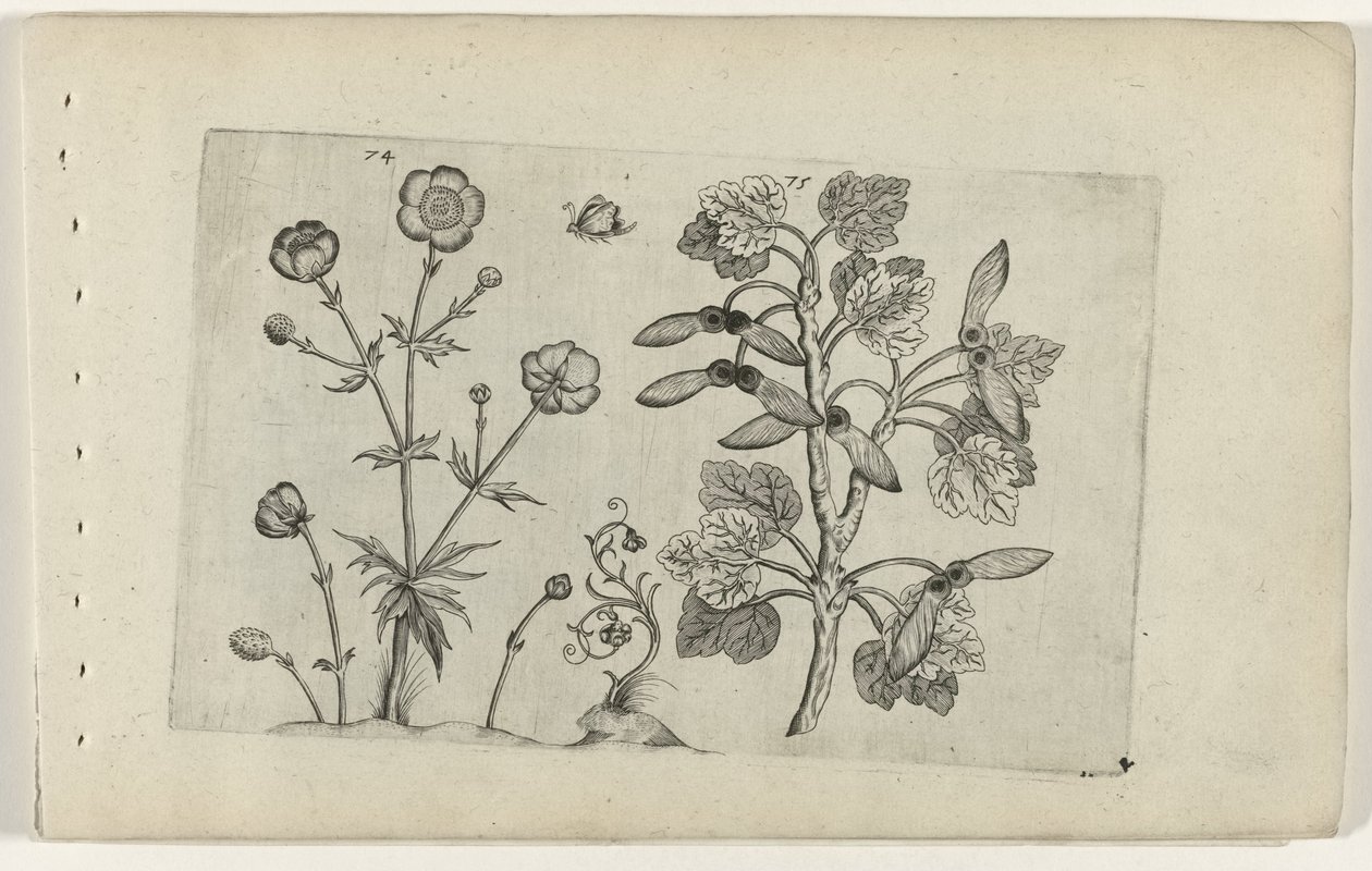 Sharp Buttercup and Field Maple (Cognoscite lilia) by Crispijn van de Passe (I) (attributed to)