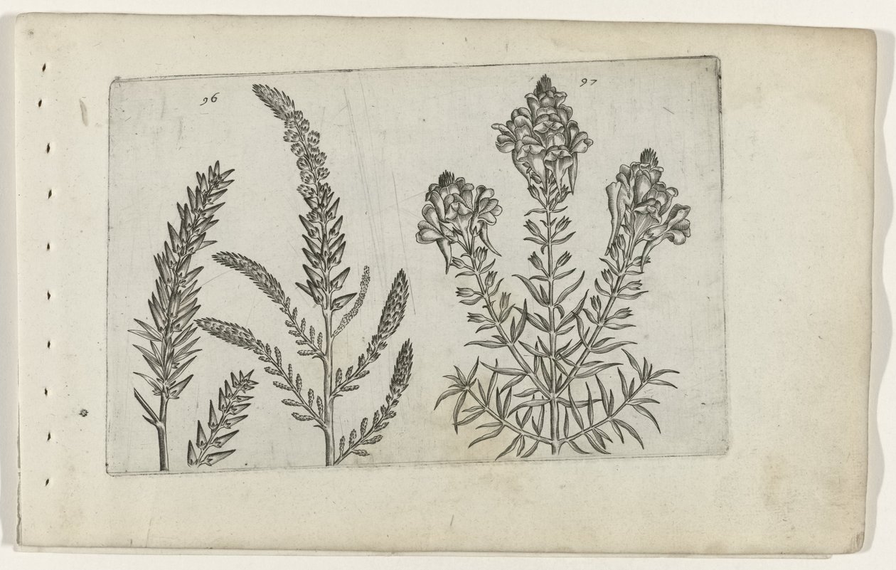 Tamarisk and Snapdragon by Crispijn van de Passe (I) (attributed to)