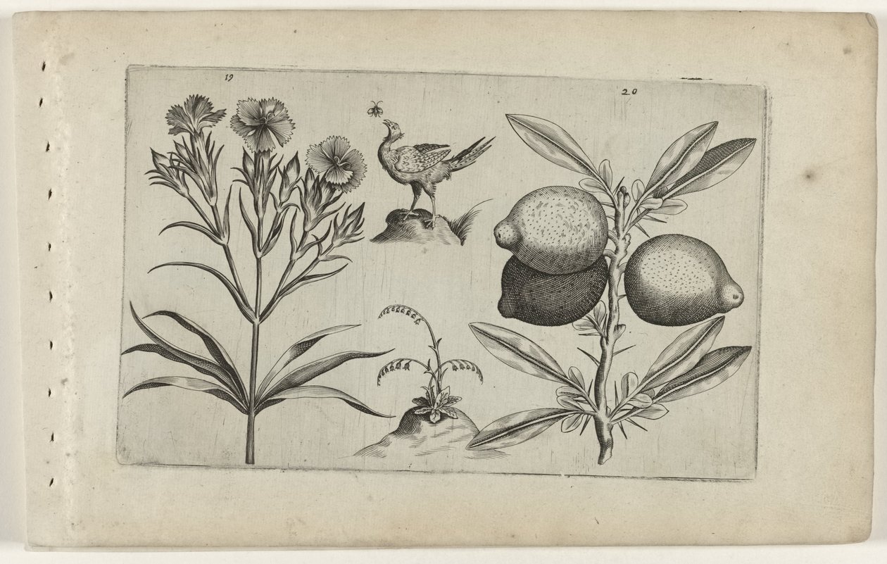Carnation and Lemon (Cognoscite Lilia) by Crispijn van de Passe (I) (attributed to)