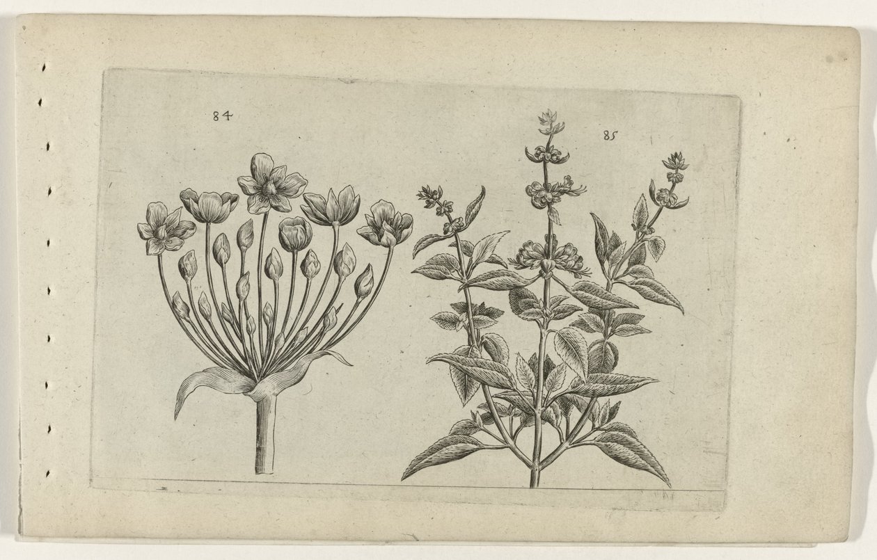 Flowering Rush and Small-Flowered Sage (Cognoscite lilia) by Crispijn van de Passe (I) (attributed to)