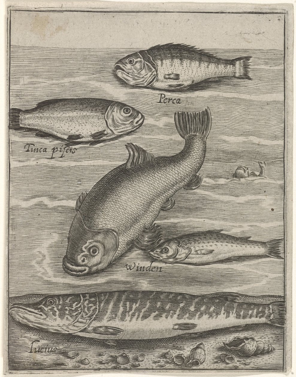 Study Sheet with Five Fish by Crispijn van de Passe (I)