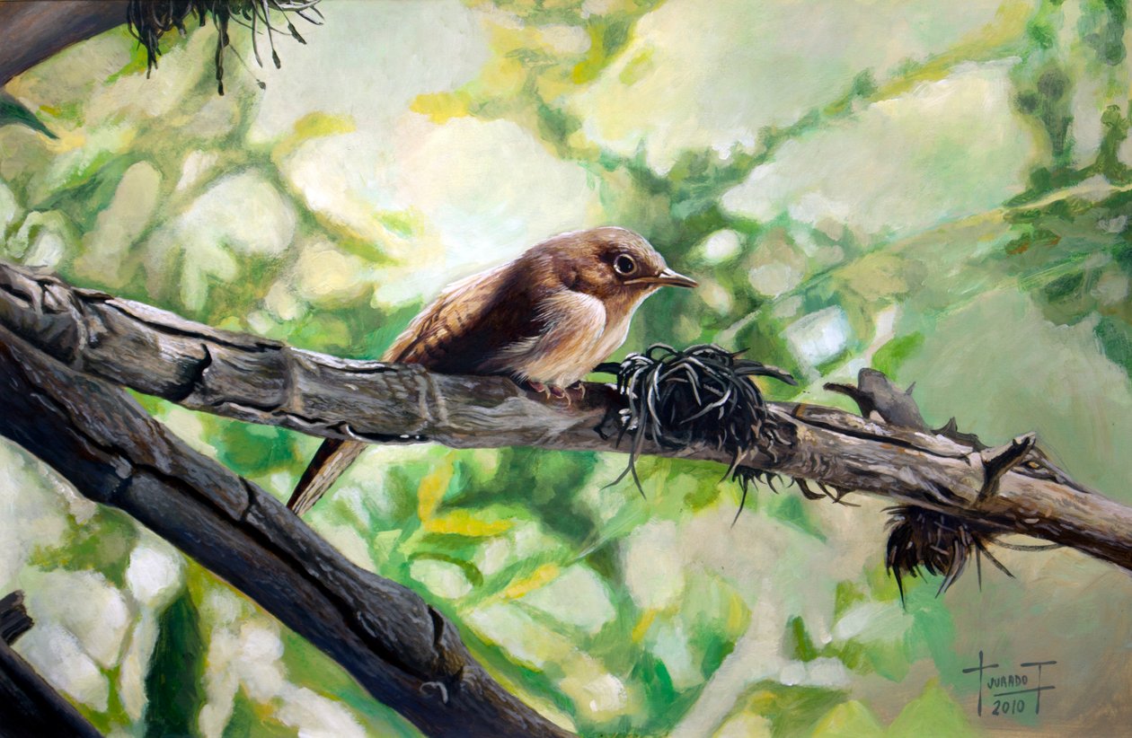 House Wren, the Harmonious Singing by Cruz Jurado Traverso
