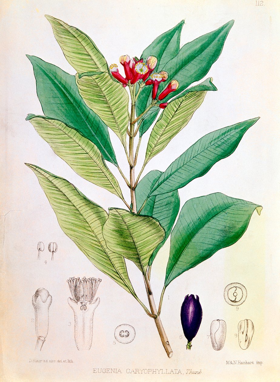 Clove, flower bud of Syzygium aromaticum Eugenia carophyllata by D Blair