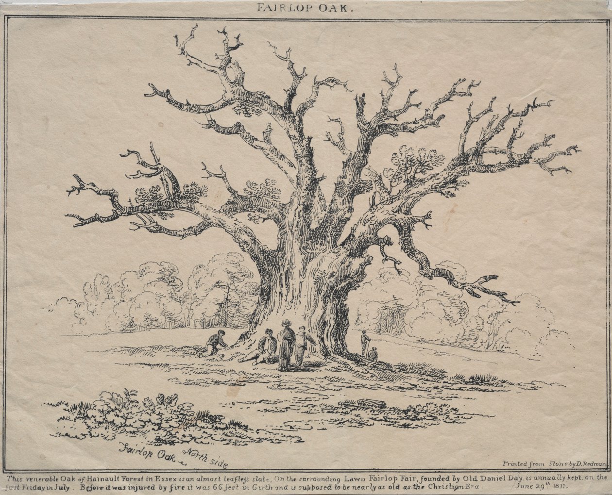 Fairlop Oak by D. H. Redman