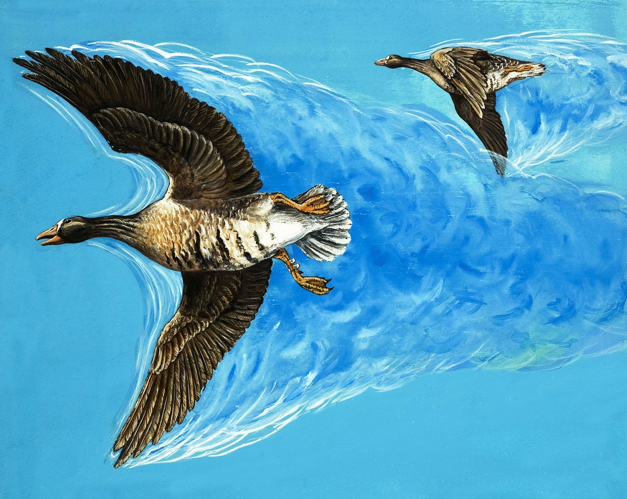 Turbulence Caused by Birds Flying by D. Makele.