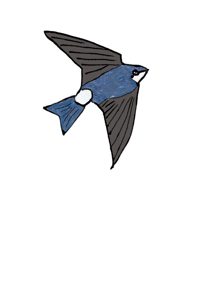 House Martin by Daisy de Villeneuve