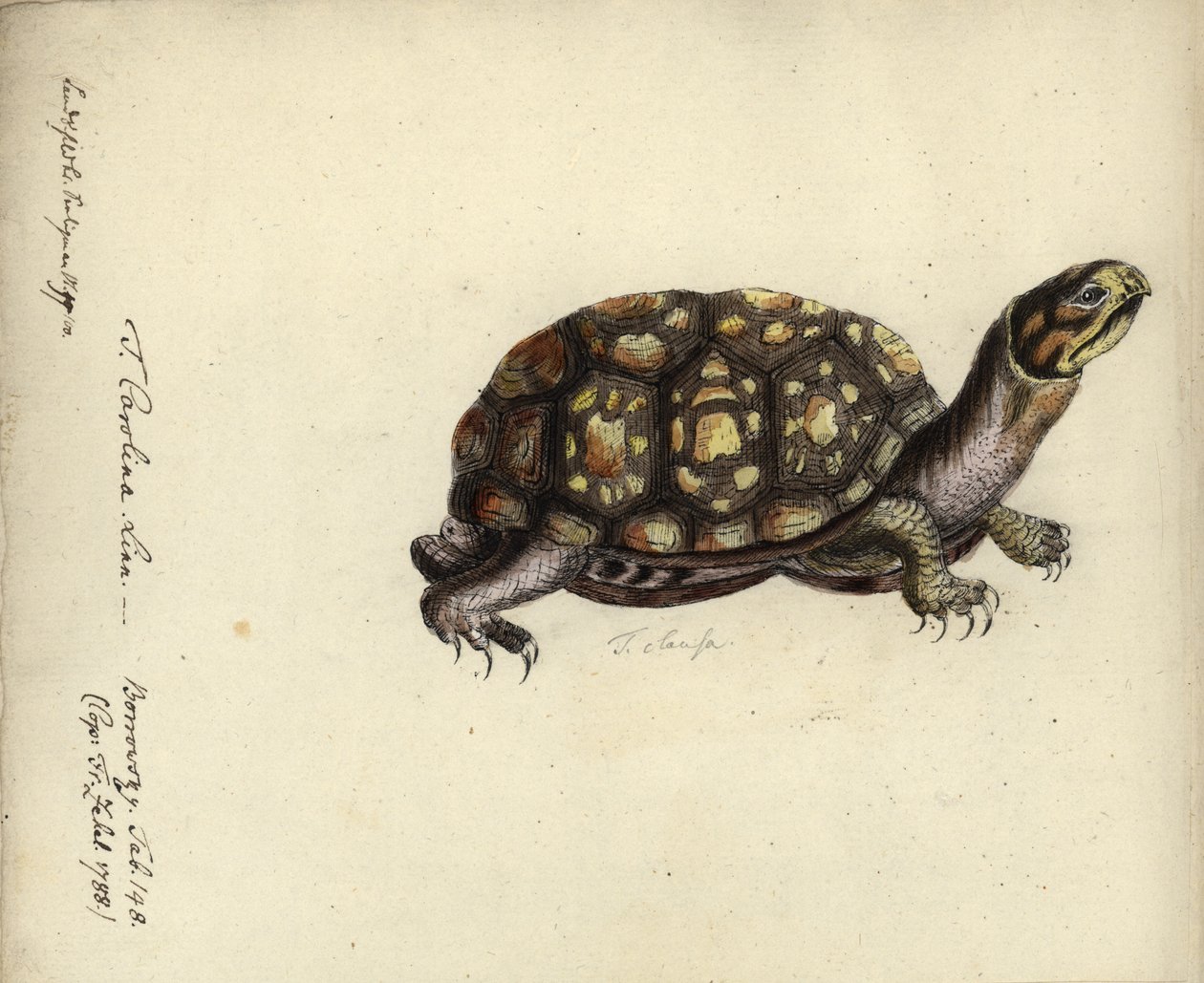 Terrapene Carolina, by Friedrich Zehelein, after an Engraving from 