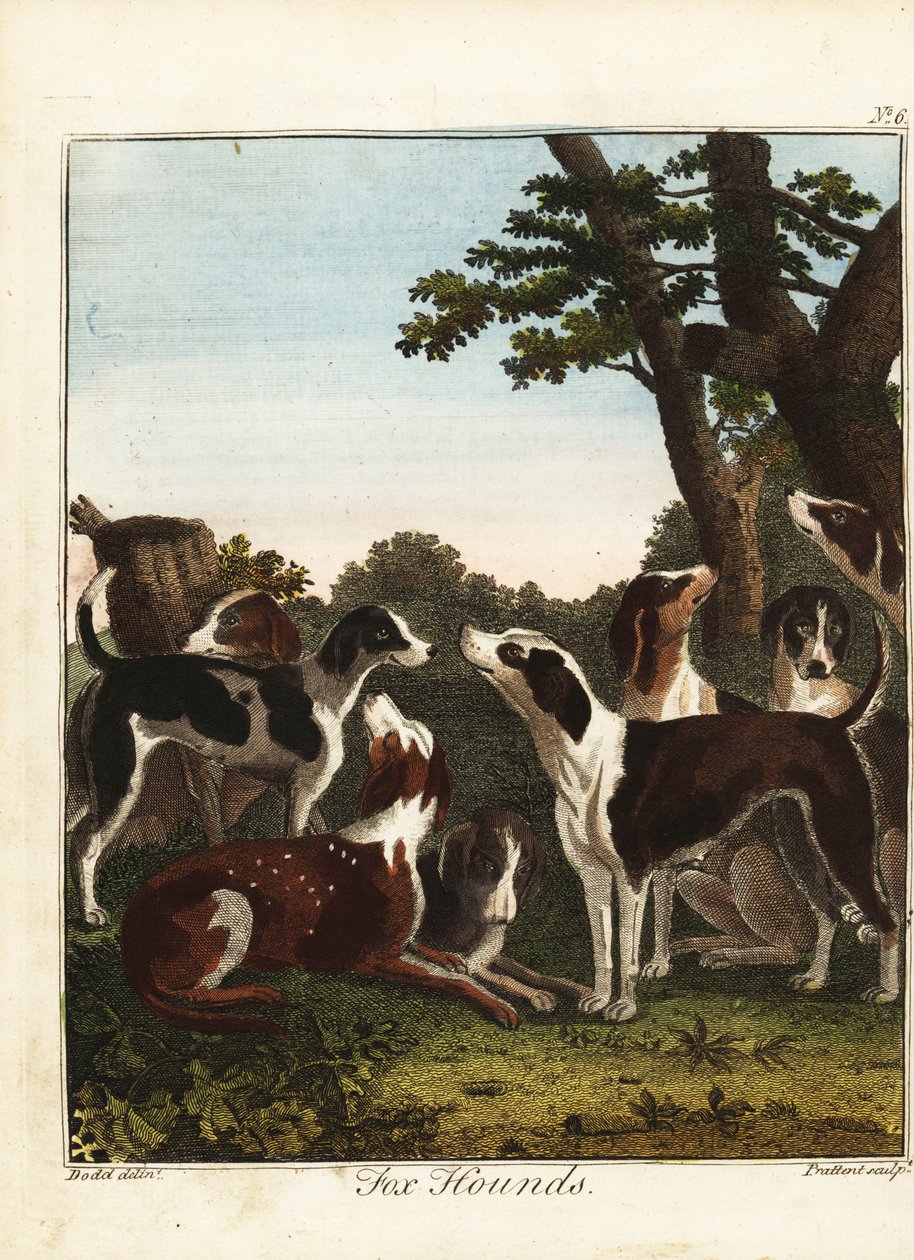 A Pack of Fox Hounds Before a Hunt by Daniel (after) Dodd