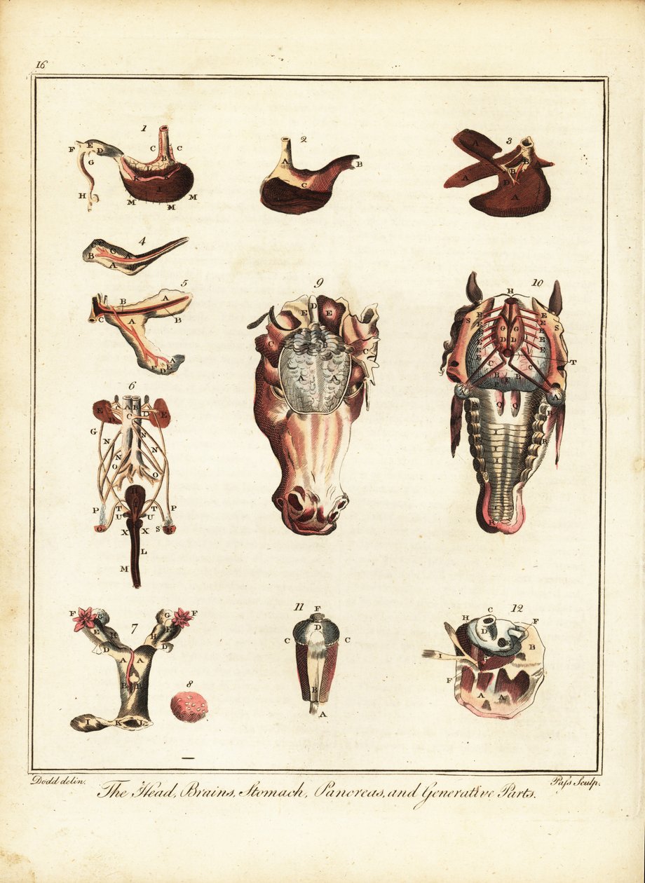 Anatomy of a horse by Daniel (after) Dodd