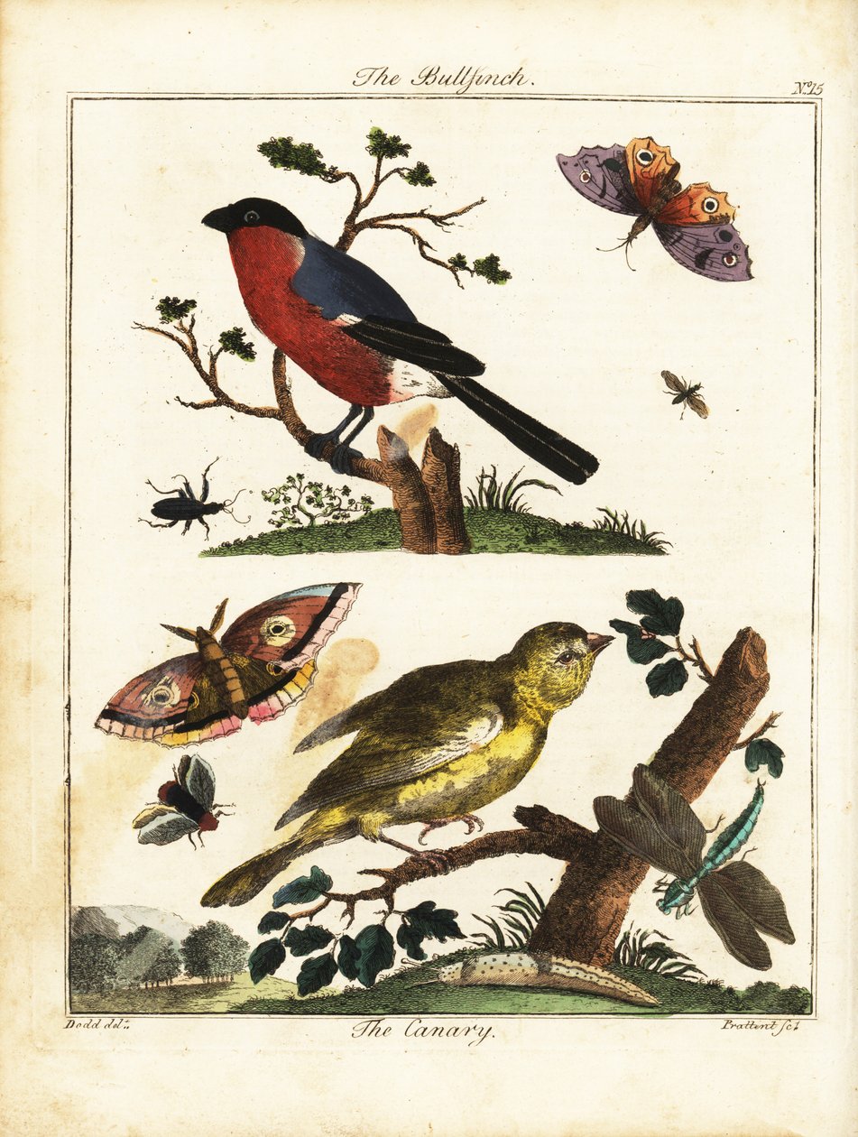 Bullfinch, Canary, Butterfly, Moth, etc. by Daniel (after) Dodd
