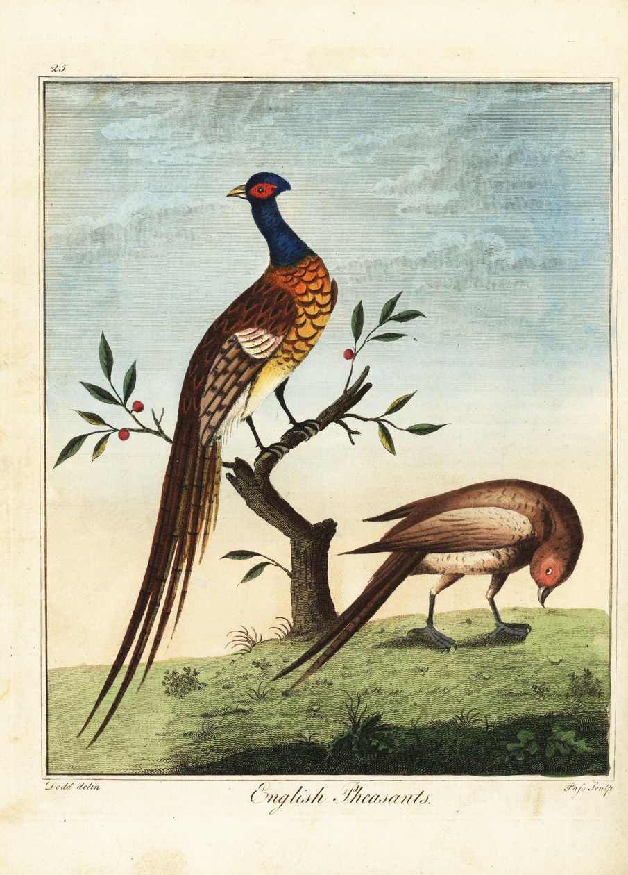 English pheasants, male and female by Daniel (after) Dodd