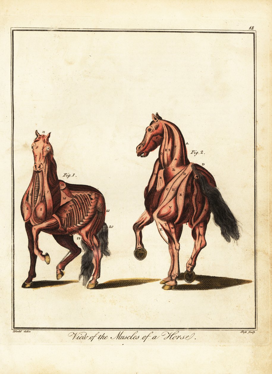 Musculature of a horse by Daniel (after) Dodd