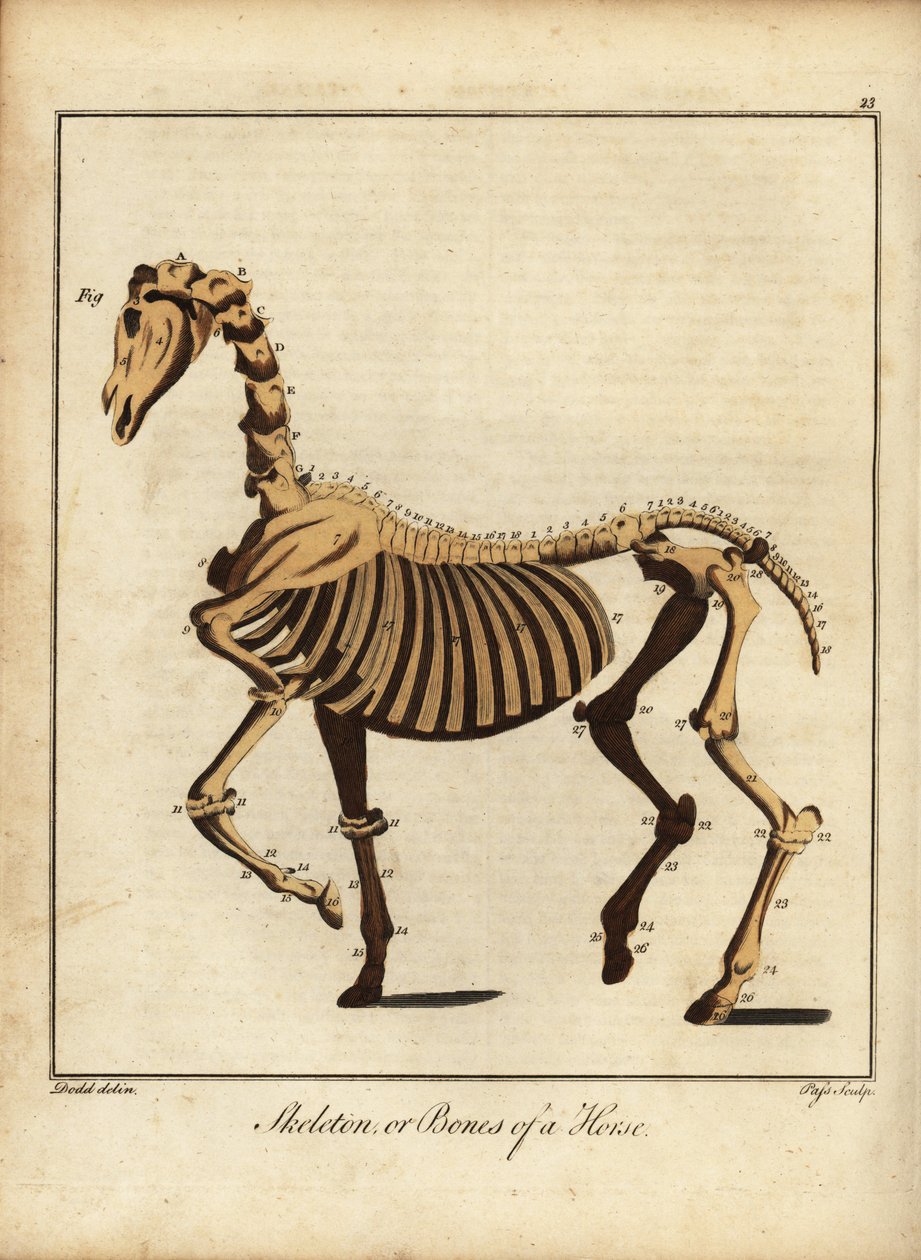 Skeleton or bones of a horse by Daniel (after) Dodd