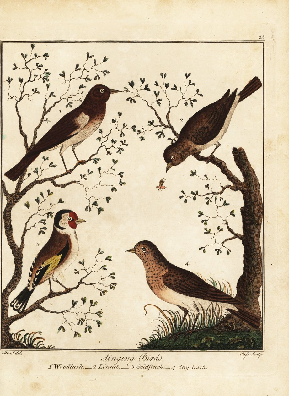 Songbirds: woodlark, linnet, goldfinch, sky lark by Daniel (after) Dodd